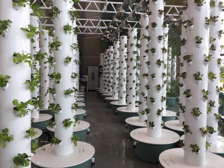 Dozens of tower gardens on display